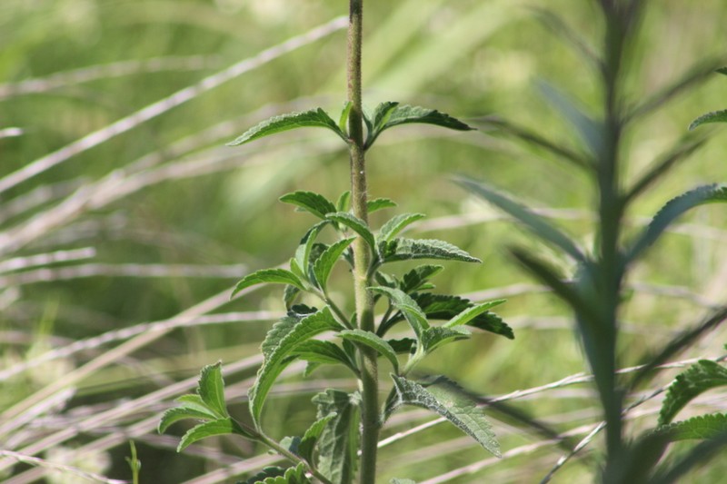 Campuloclinium macrocephalum photo 5