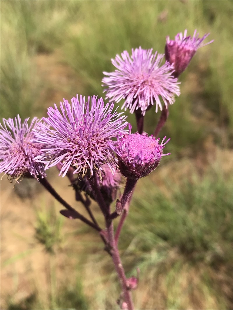 Campuloclinium macrocephalum photo 8