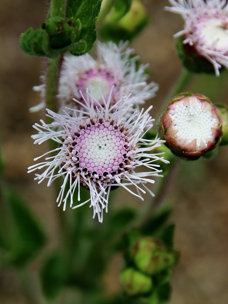 Campuloclinium megacephalum