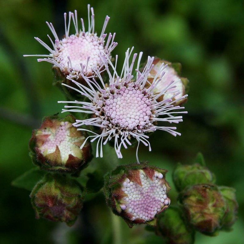 Campuloclinium megacephalum photo 2