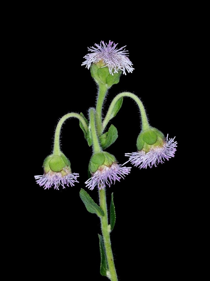 Campuloclinium megacephalum photo 3