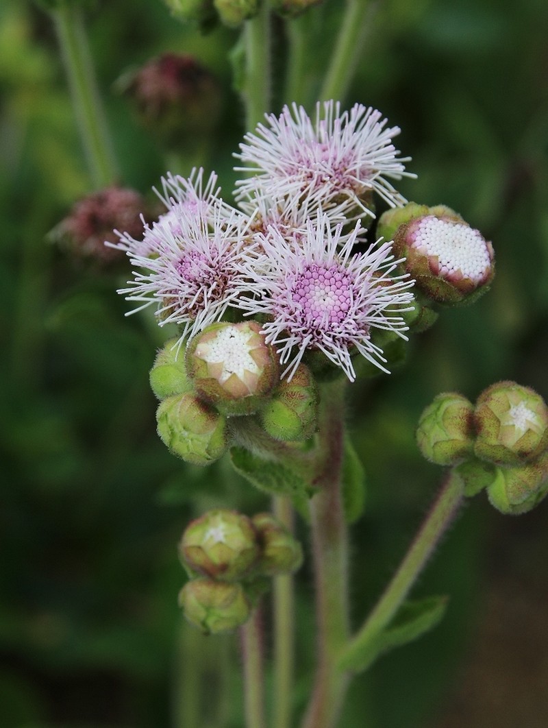 Campuloclinium megacephalum photo 4