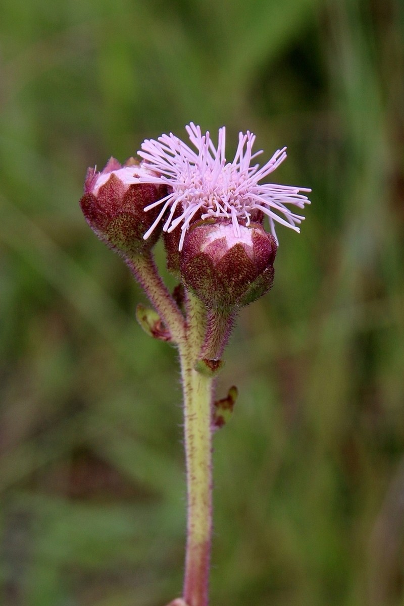 Campuloclinium megacephalum photo 5