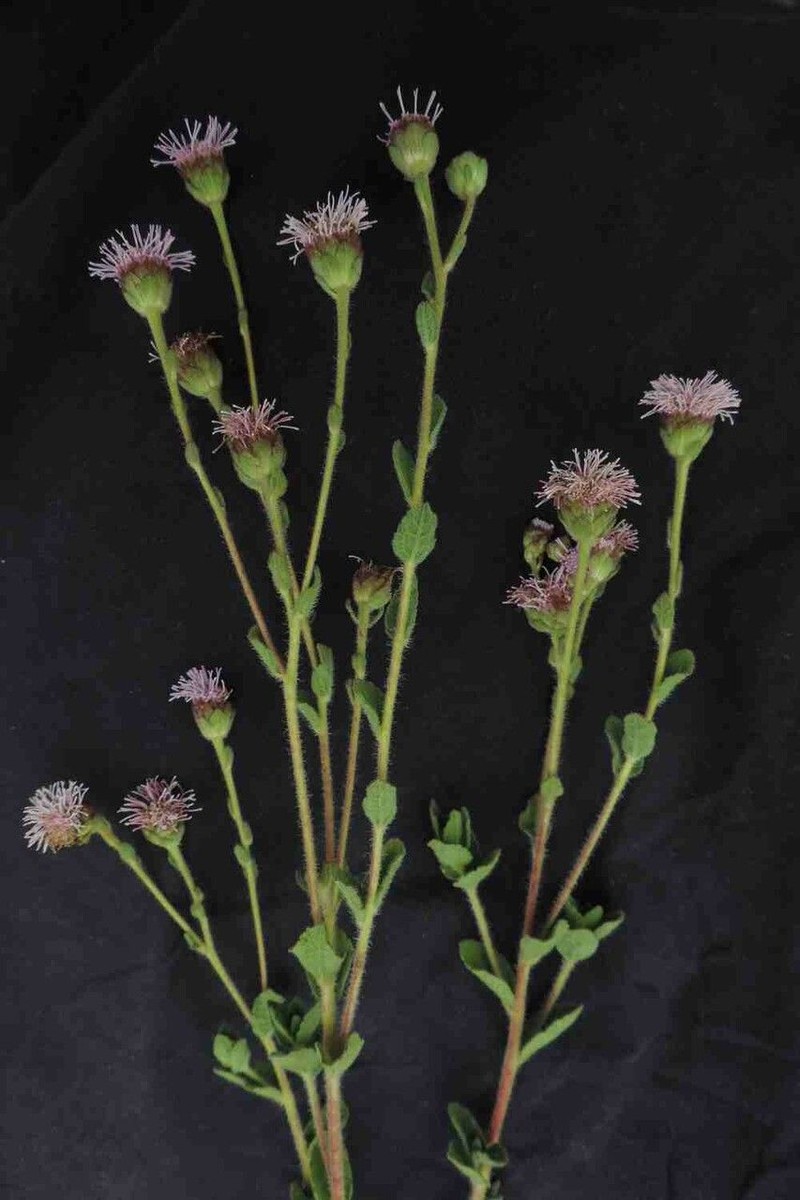 Campuloclinium megacephalum photo 6