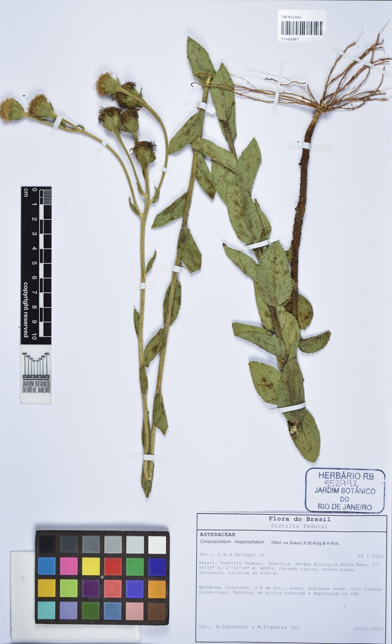 Campuloclinium megacephalum photo 7