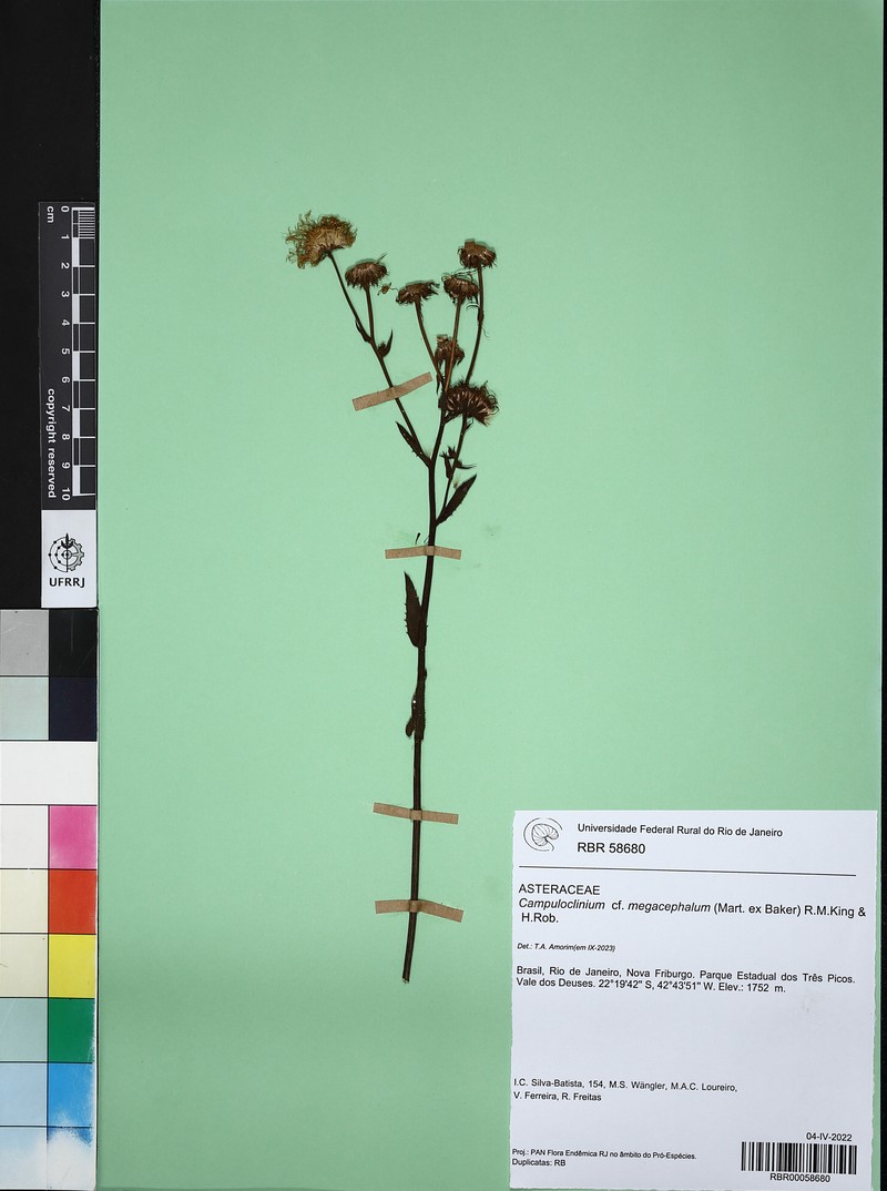 Campuloclinium megacephalum photo 8