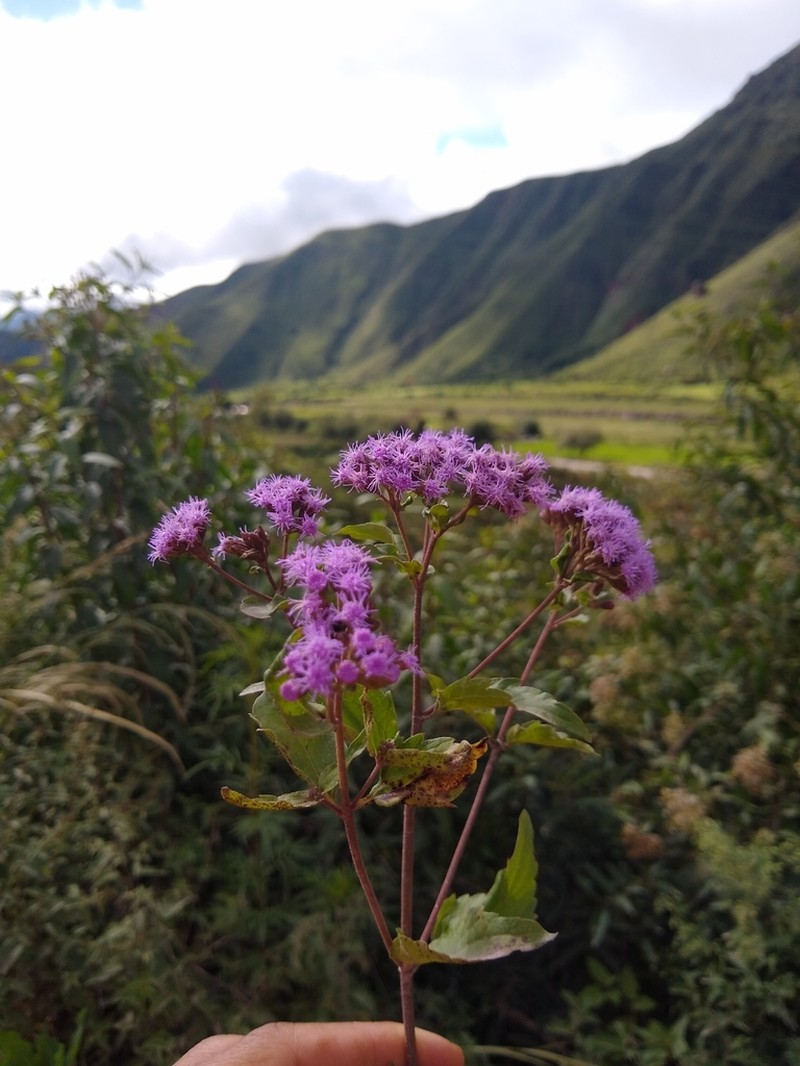 Campuloclinium purpurascens