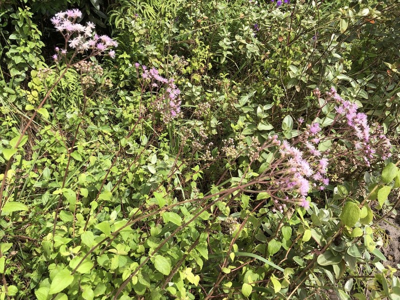 Campuloclinium purpurascens photo 3