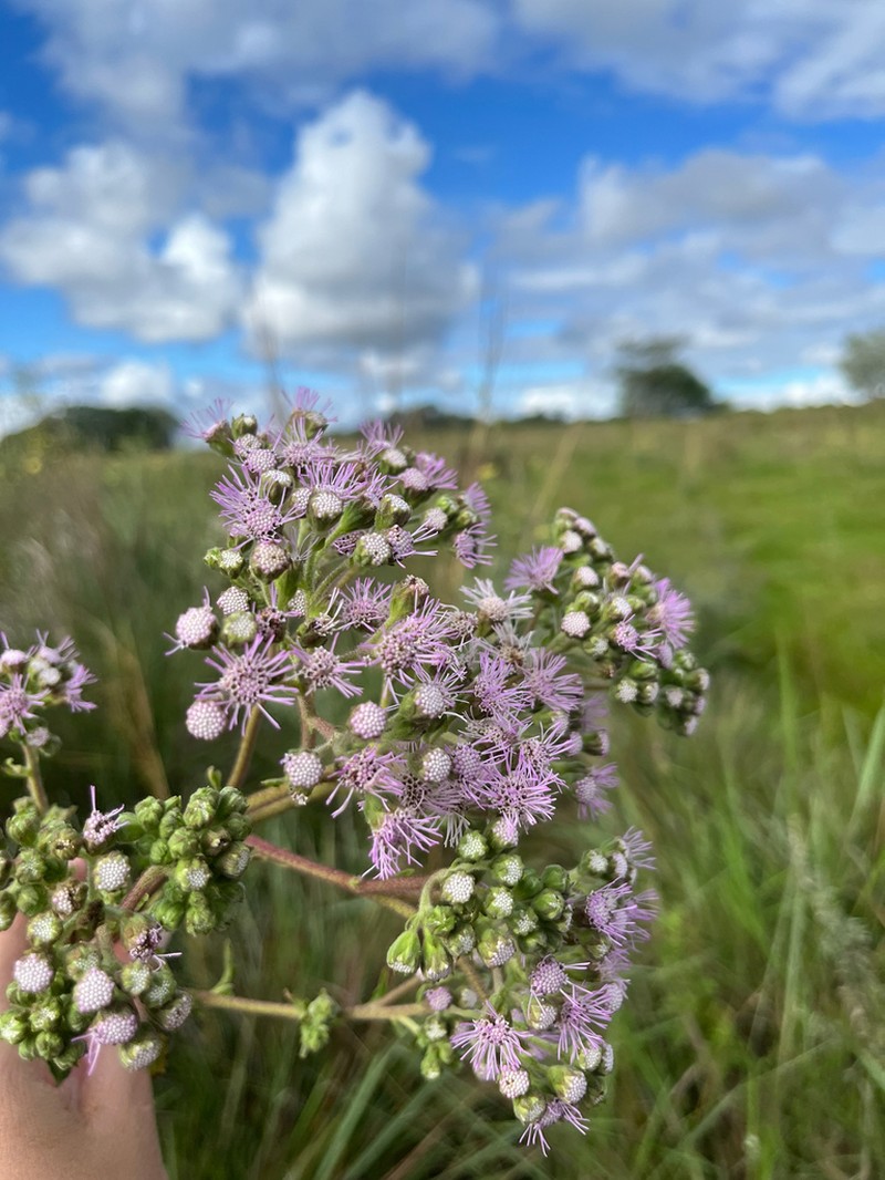 Campuloclinium purpurascens photo 4