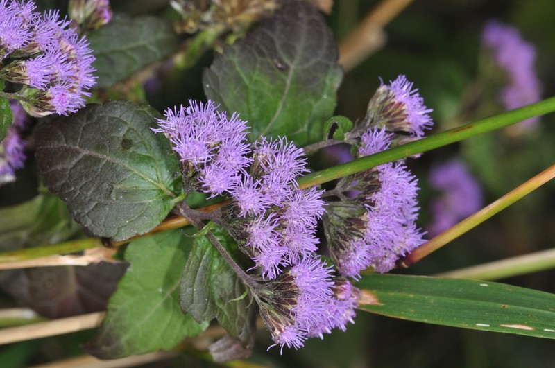 Campuloclinium purpurascens photo 5