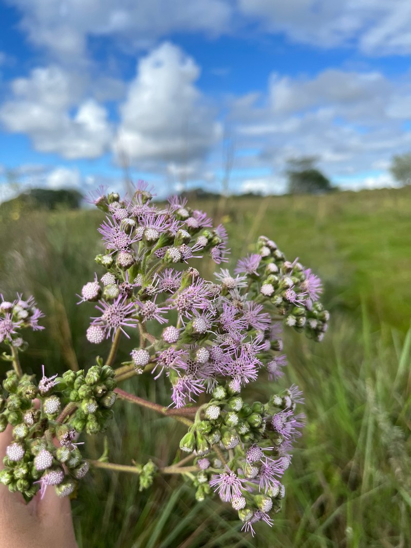 Campuloclinium purpurascens photo 6