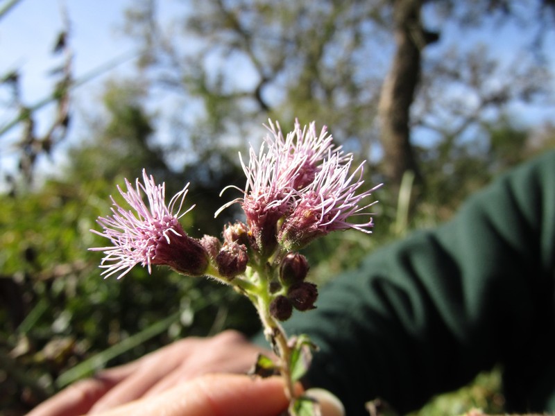 Campuloclinium purpurascens photo 7