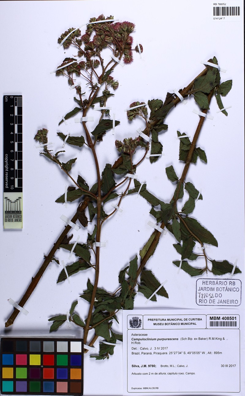 Campuloclinium purpurascens photo 8