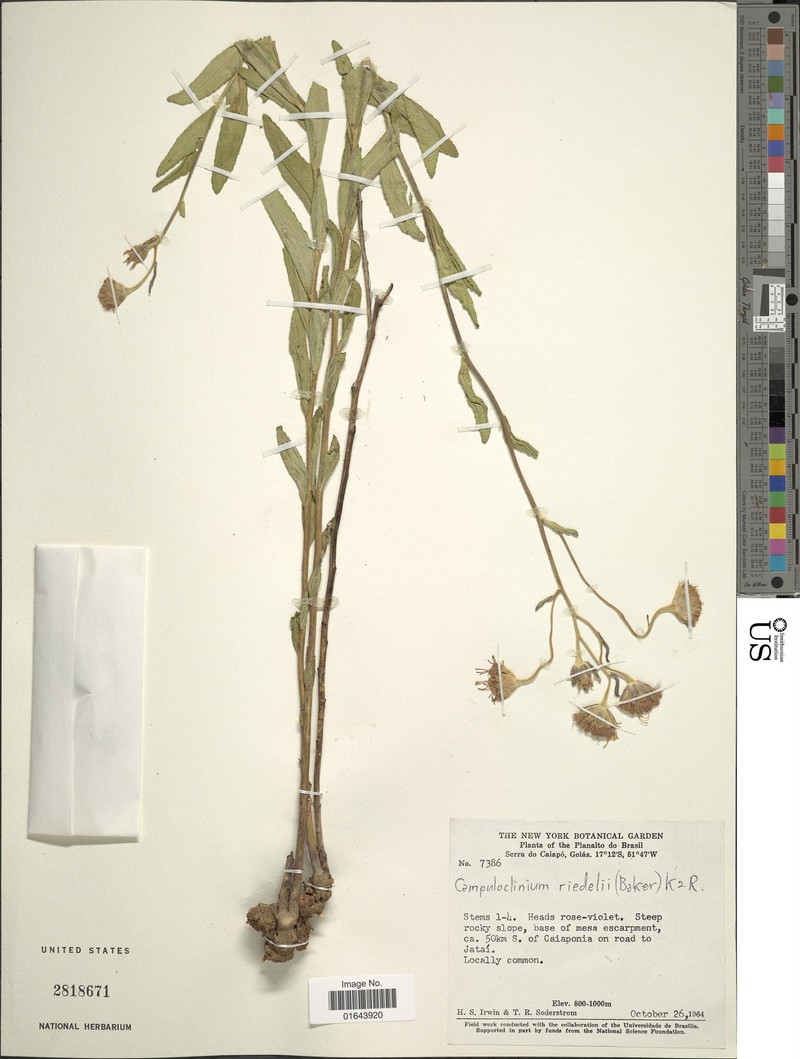 Campuloclinium riedelii