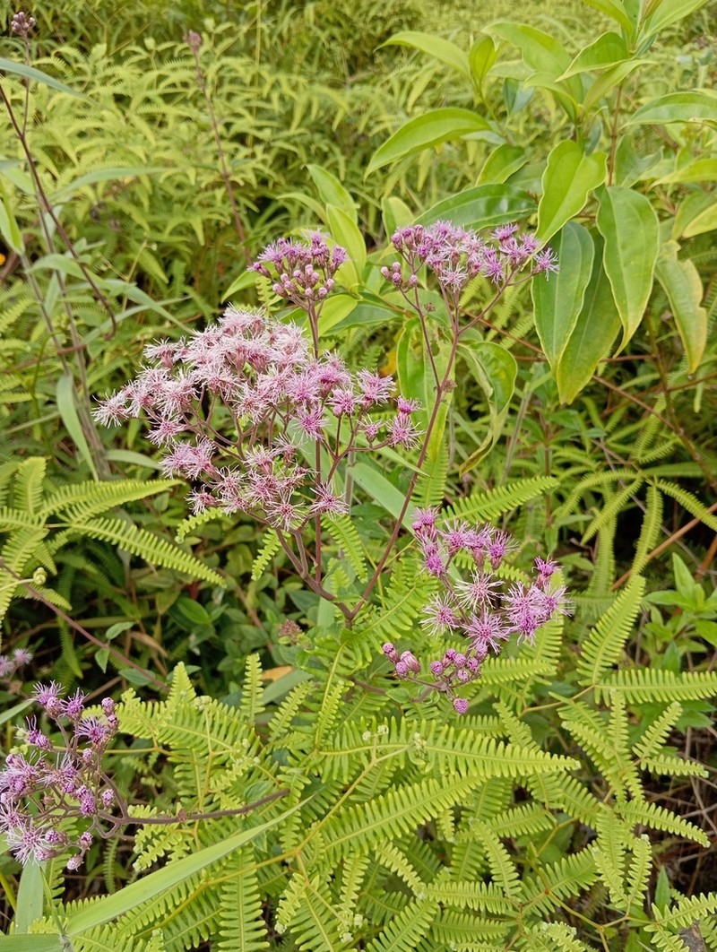 Campuloclinium scabrum
