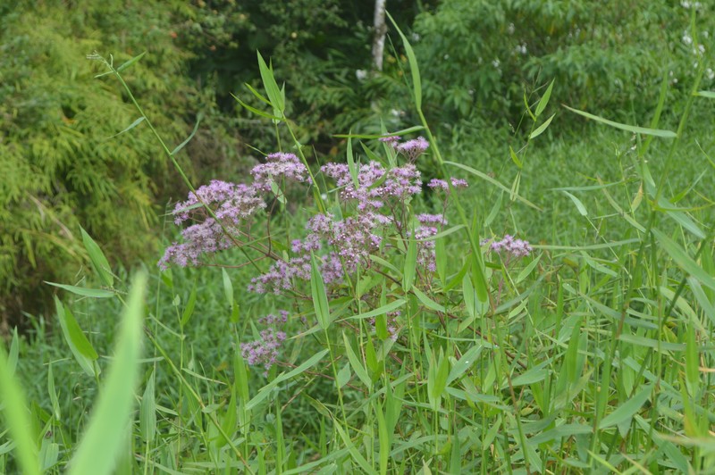 Campuloclinium scabrum photo 3