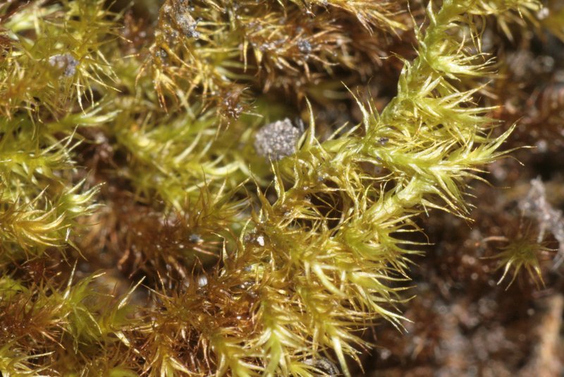 Goldenleaf Campylium Moss
