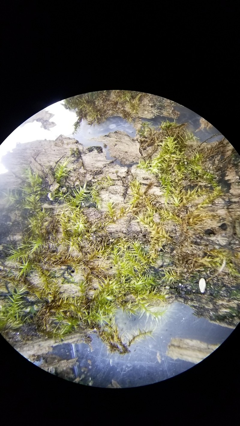 Goldenleaf Campylium Moss photo 2