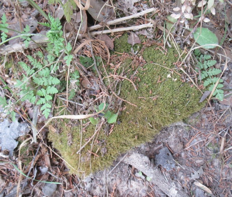 Goldenleaf Campylium Moss photo 3