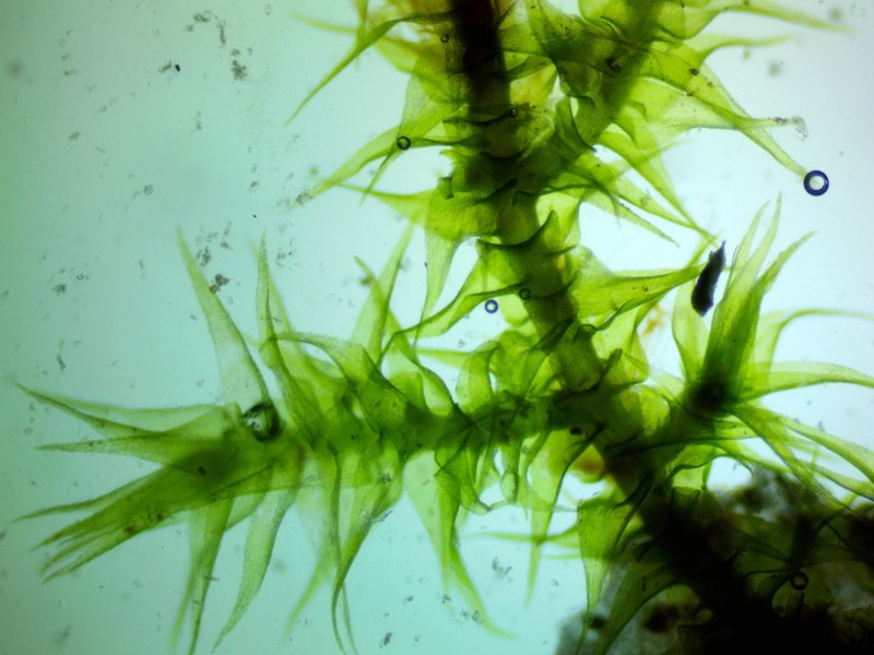 Goldenleaf Campylium Moss photo 4