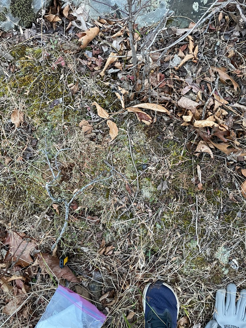 Goldenleaf Campylium Moss photo 5
