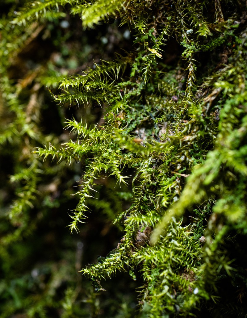 Goldenleaf Campylium Moss photo 6
