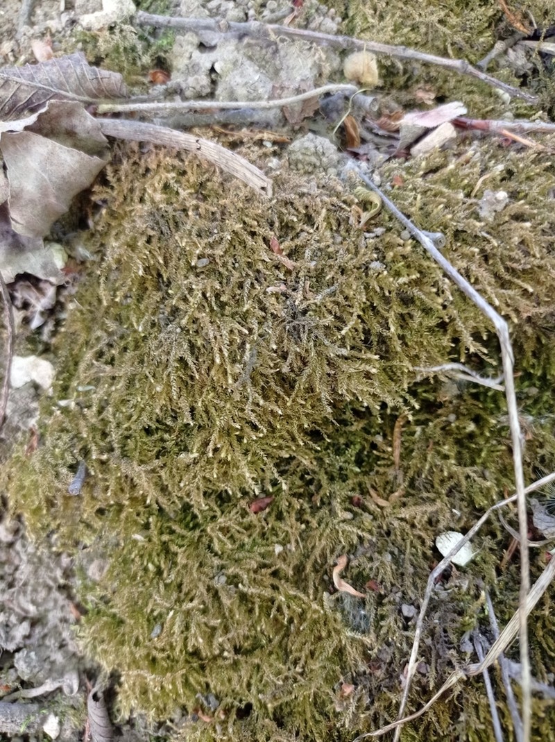 Goldenleaf Campylium Moss photo 7