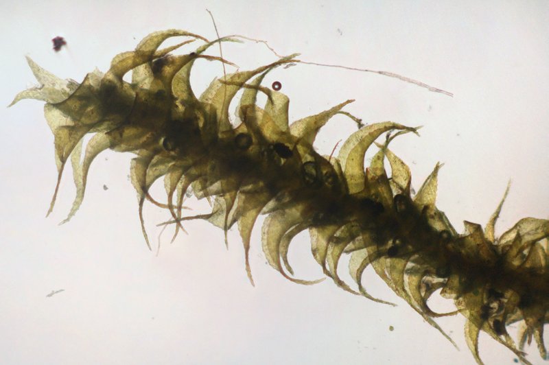 Haller's Campylium Moss