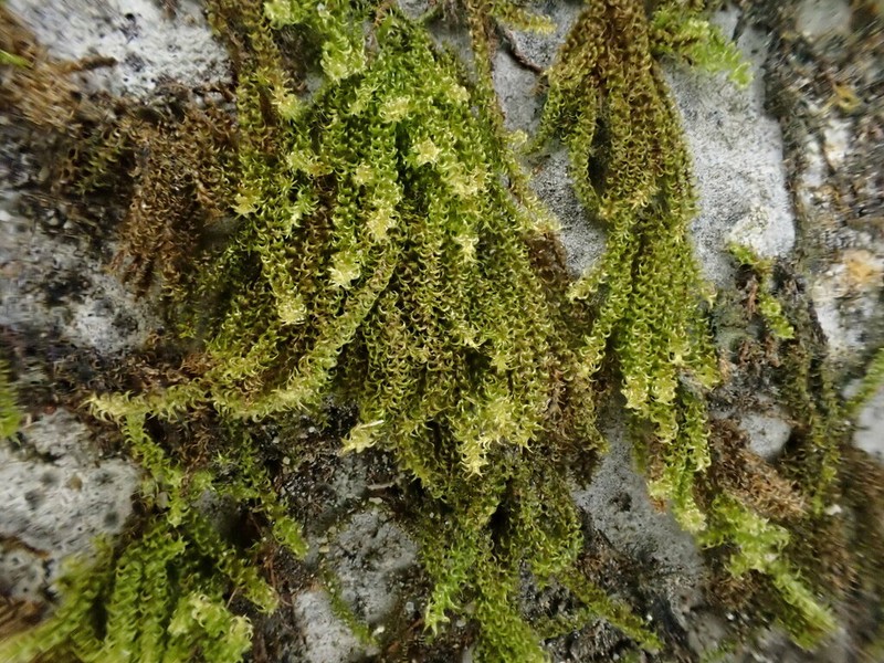 Haller's Campylium Moss
