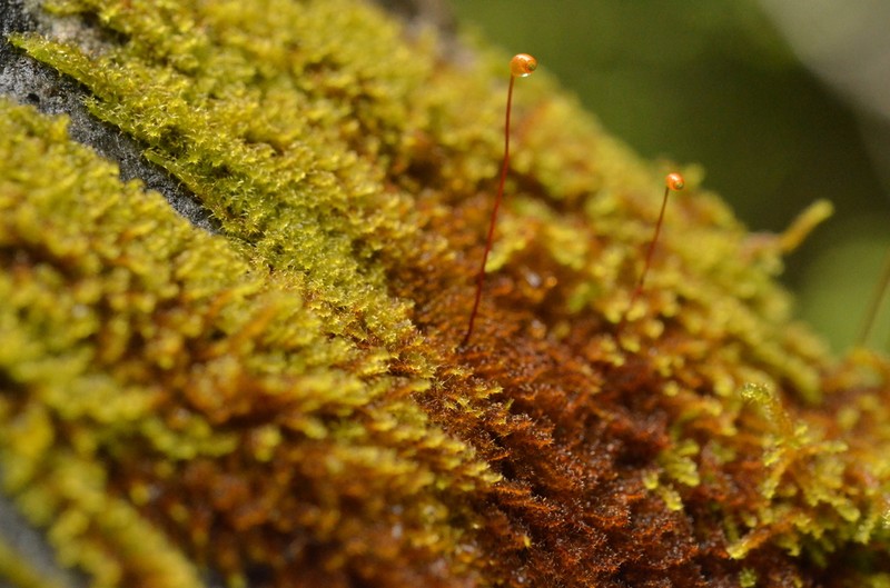 Haller's Campylium Moss photo 2