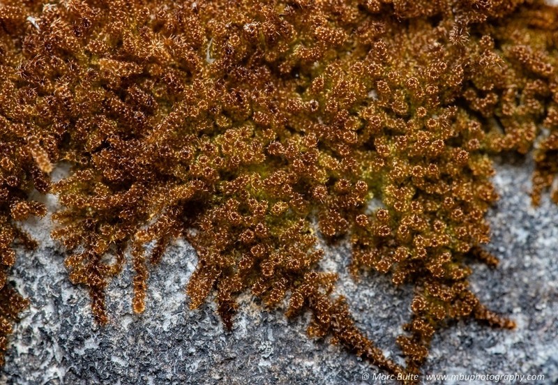 Haller's Campylium Moss photo 3