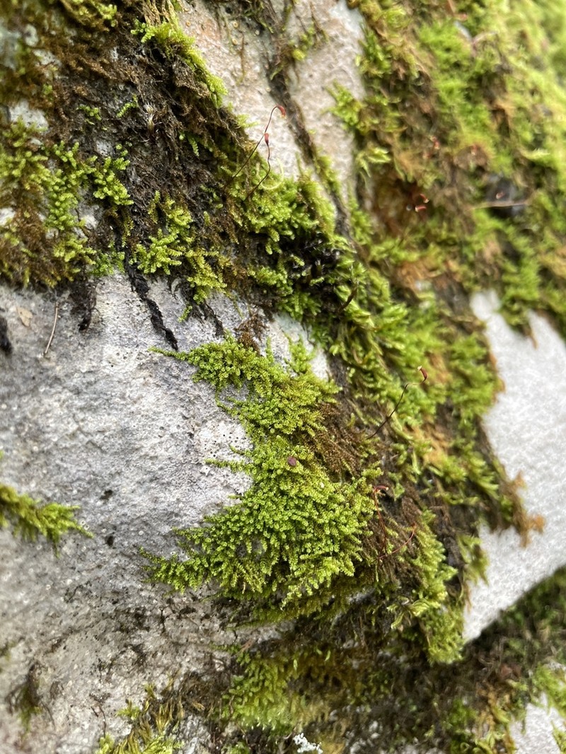 Haller's Campylium Moss photo 4