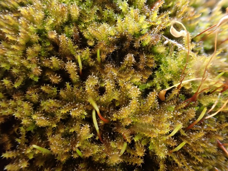Haller's Campylium Moss photo 5