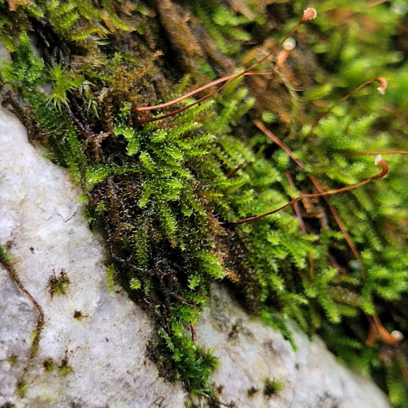 Haller's Campylium Moss photo 6