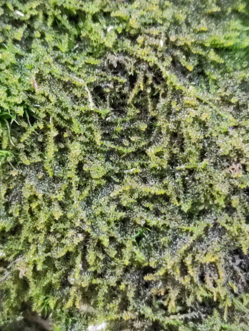 Haller's Campylium Moss photo 7