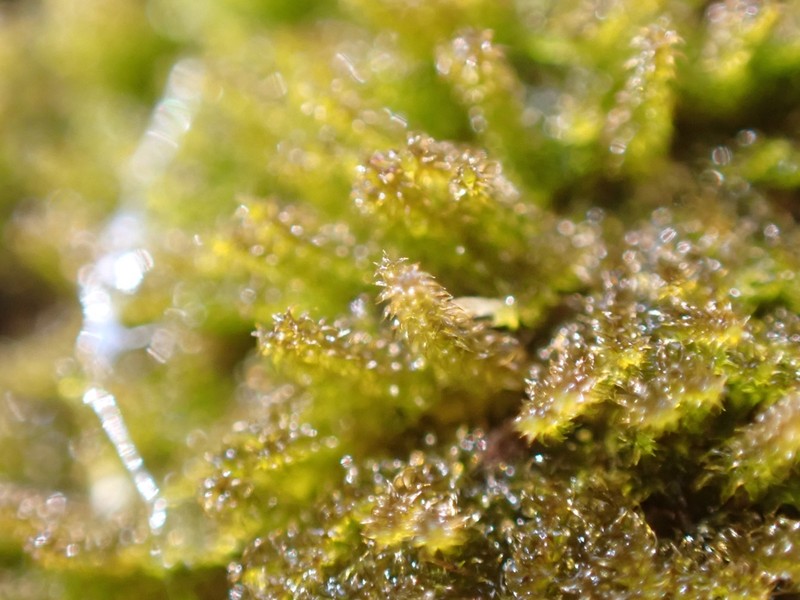 Haller's Campylium Moss photo 8