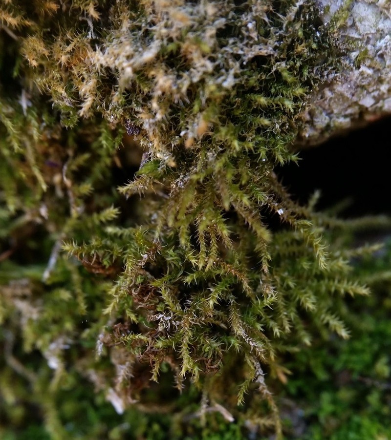 Hispid Campylium Moss