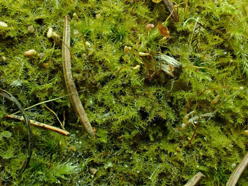 Hispid Campylium Moss photo 2