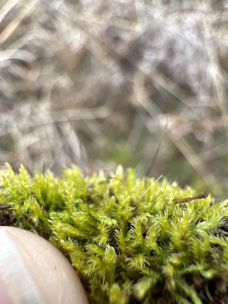 Hispid Campylium Moss photo 3