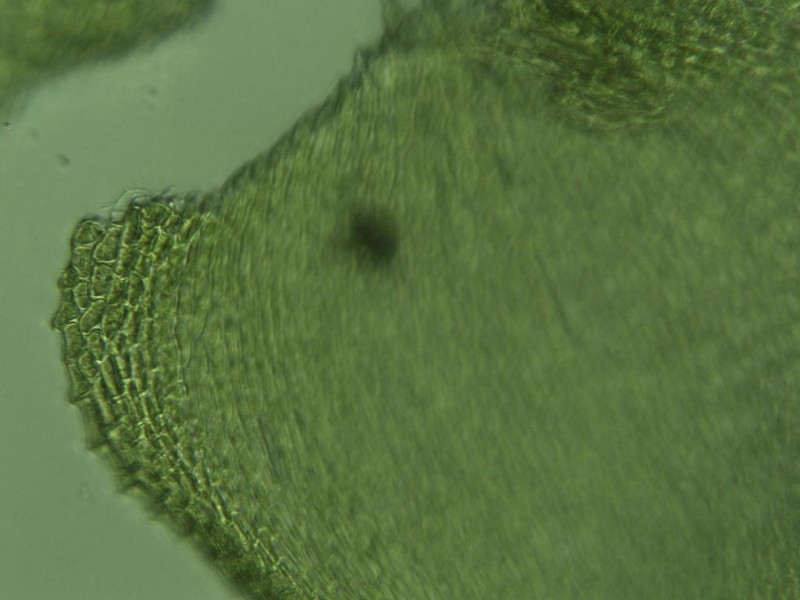 Hispid Campylium Moss photo 4