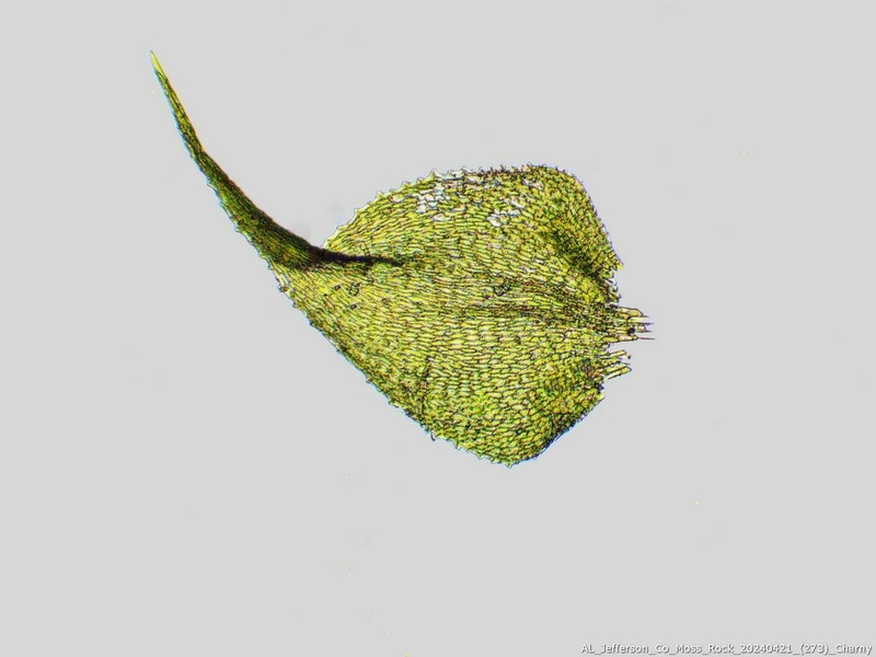 Hispid Campylium Moss photo 5