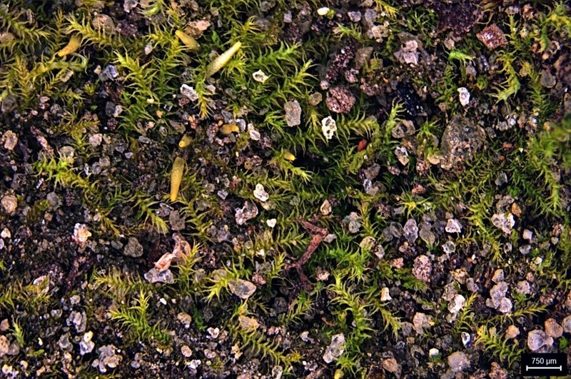 Hispid Campylium Moss photo 6
