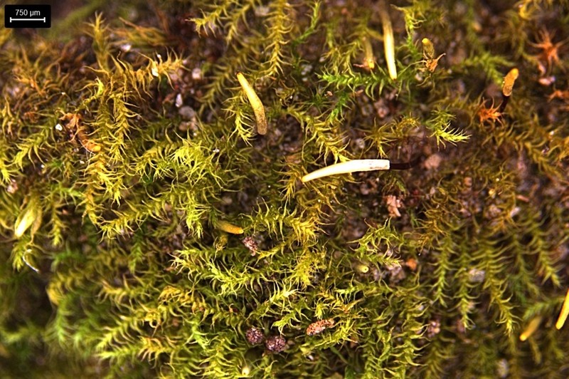 Hispid Campylium Moss photo 7