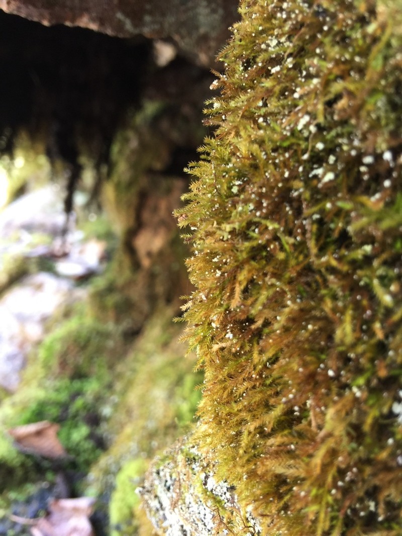 Hispid Campylium Moss photo 8