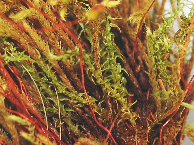 Campylium Moss