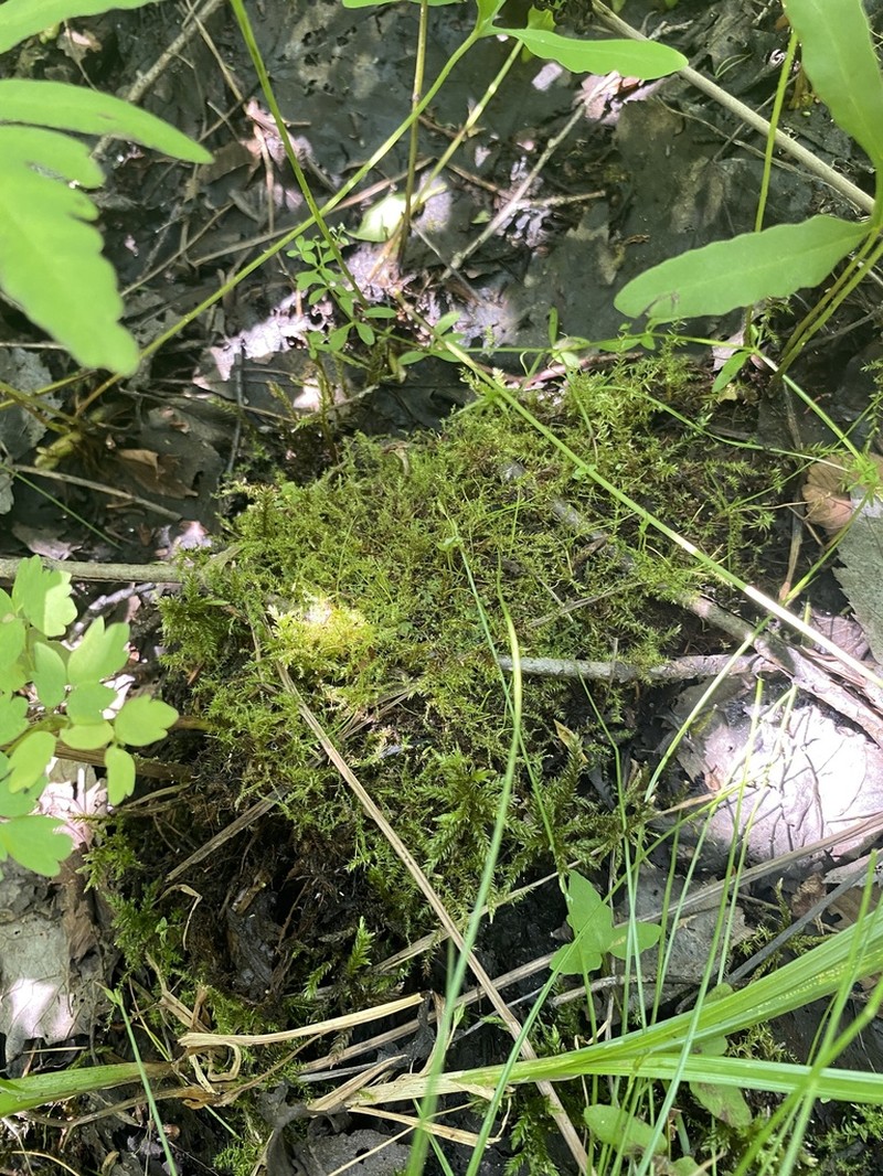 Campylium Moss photo 2