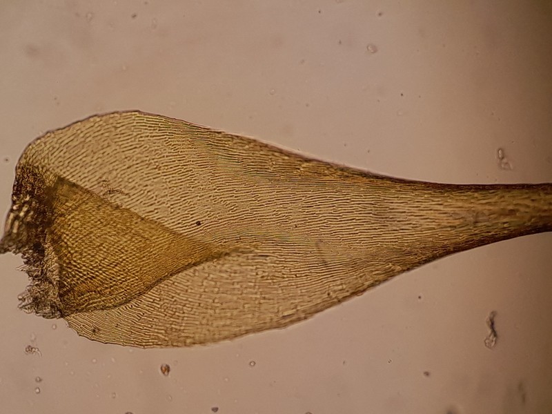 Campylium Moss photo 3