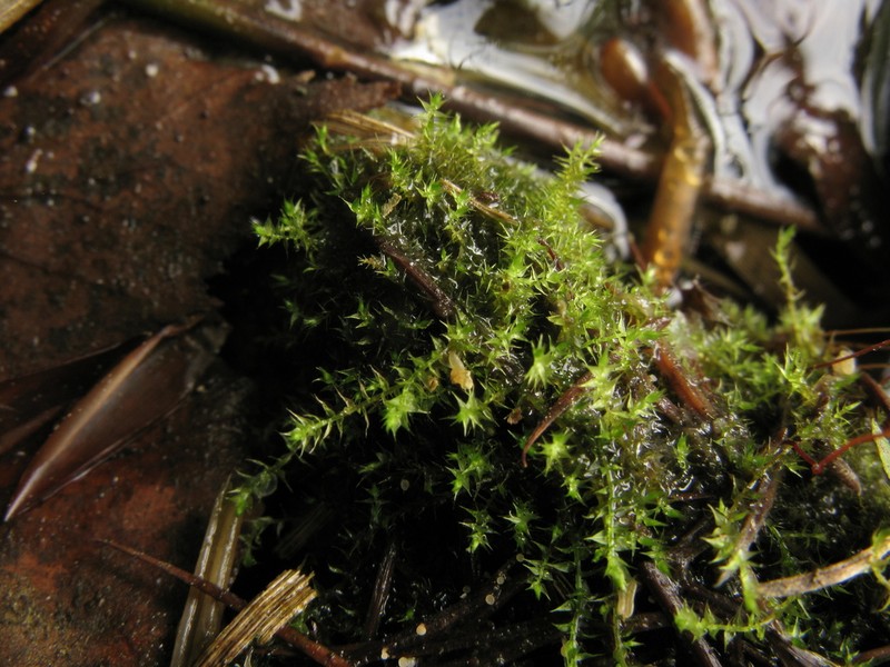 Campylium Moss