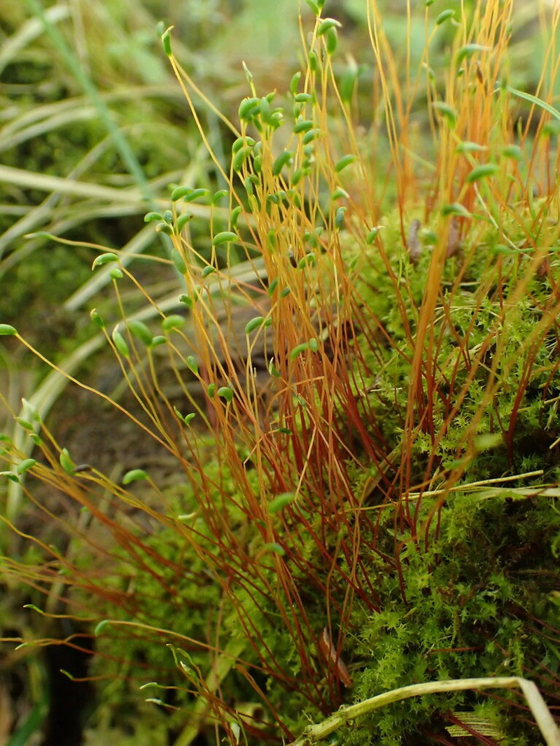 Campylium Moss photo 2