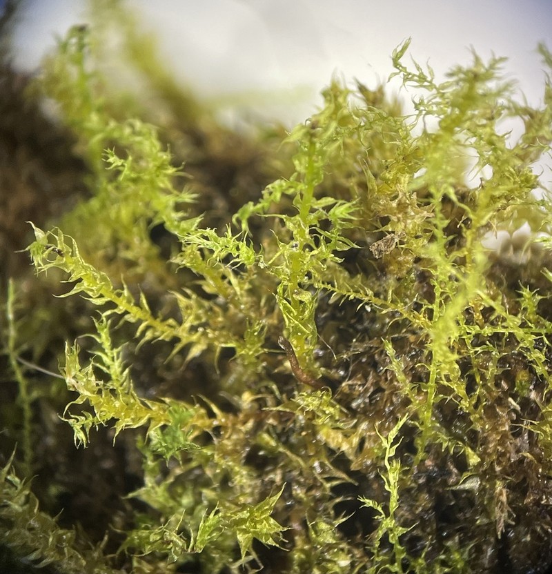 Campylium Moss photo 3